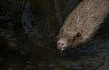 Nutria