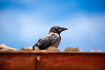 The hooded crow