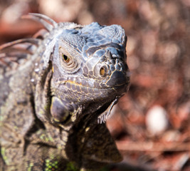 Beautiful orange iguana with large dewlap