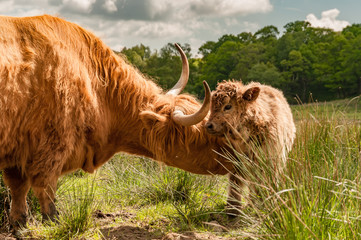 Highland cow mother nuzzling new calf © David