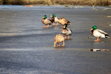 Eiszeit / Enten auf zugefrorenem See