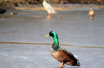 Eiszeit / Enten auf zugefrorenem See