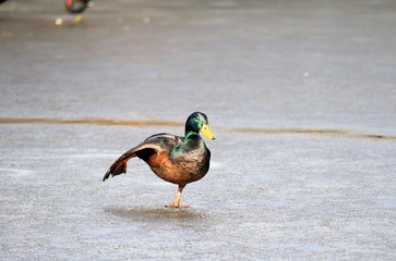 Eiszeit / Enten auf zugefrorenem See