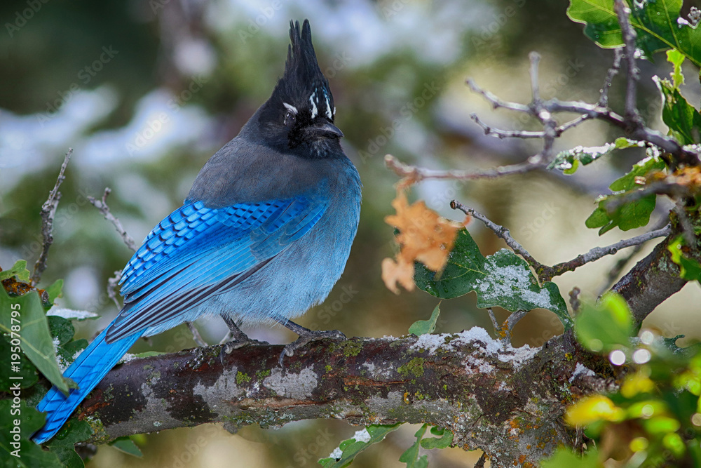 Wall mural Proud Stellar Jay faces winter.