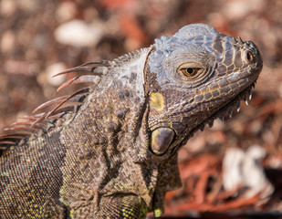 Beautiful closeup of green iguana