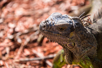 Beautiful closeup of green iguana