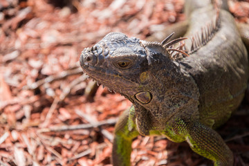 Beautiful closeup of green iguana