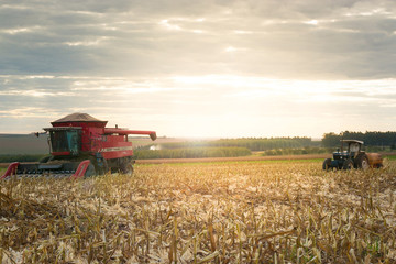 Naklejka premium colheita