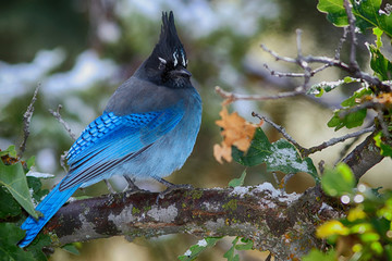 Proud Stellar Jay faces winter.