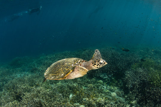 Hawksbill Turtle Swimming in Raja Ampat