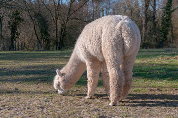 Alpaga Blanc Photo 8