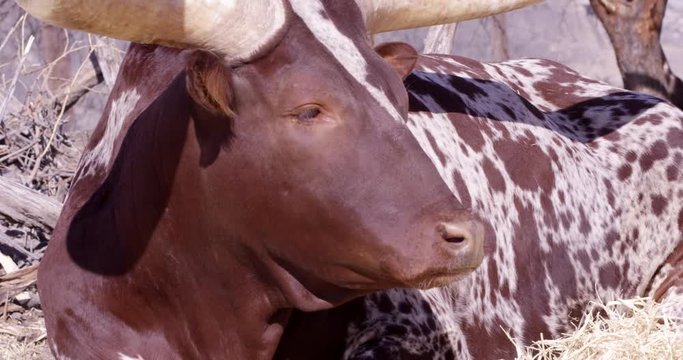 Watusi cattle chewing food close up - slow motion