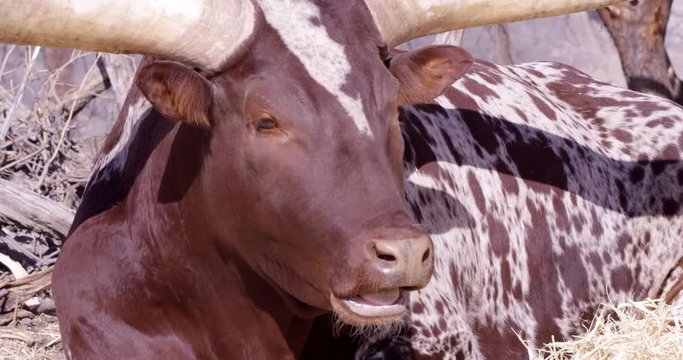 Watusi cattle chewing on food while turning to face camera - close up