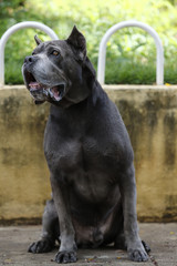 Puppy Cane Corso adult