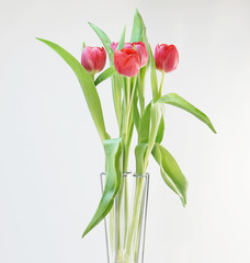 red tulips in glass tubes