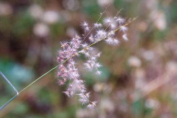 branch of grass flower on the ground with blur background, purple color