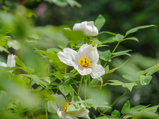 Obraz na płótnie Canvas Summer flowers series, beautiful white peony flowers in garden.
