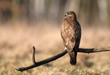 Common buzzard (Buteo buteo)