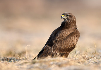 Common buzzard (Buteo buteo)