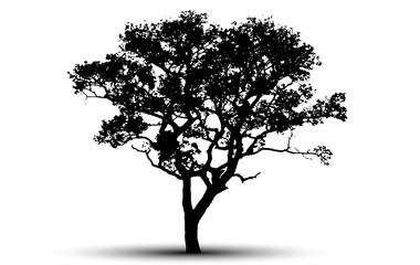 tree silhouette isolated on white background.