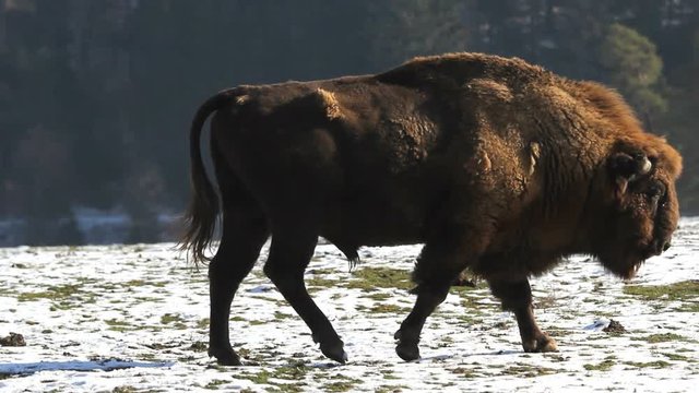 Single impressive auroch walk in wild forest