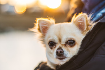 Small cute chihuahua dog in arms. Cute young puppy, big eyes, beautiful face