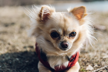 Adorable chihuahua dog lying on the ground in winter in nice red jacket
