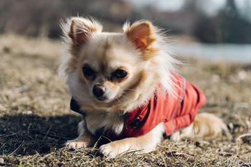 Adorable chihuahua dog lying on the ground in winter in nice red jacket