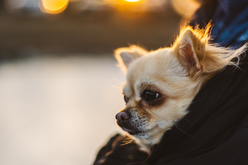 Small cute chihuahua dog in arms. Cute young puppy, big eyes, beautiful face