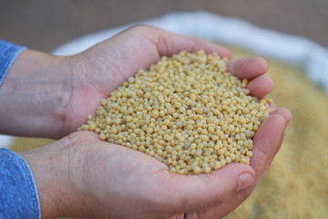 Diammonium phosphate (DAP),The typical formulation is 18-46-0,yellow color.fertilizer for plant in farmer hands.