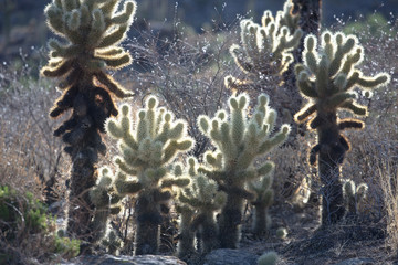 Cactus in the Lost Dutchman State Park, Arizona, USA