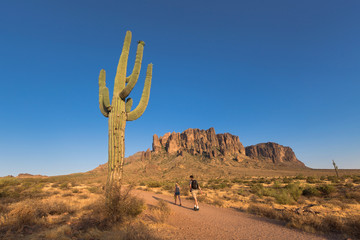 Cactus in the Lost Dutchman State Park, Arizona, USA