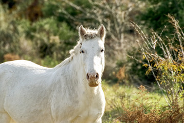 Obraz na płótnie Canvas Cute horse free on a field in Argentina
