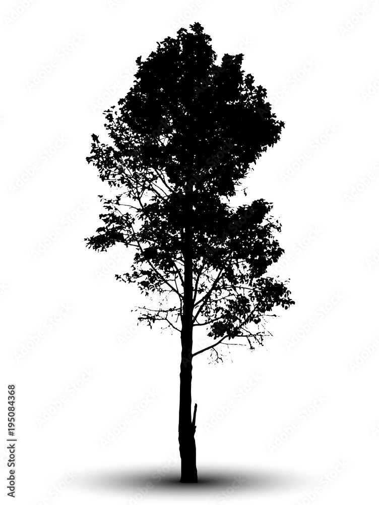 Wall mural tree silhouette isolated on white background.