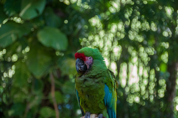 Green Parrot