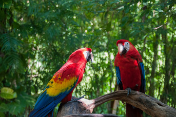 Fototapeta na wymiar Red Parrots