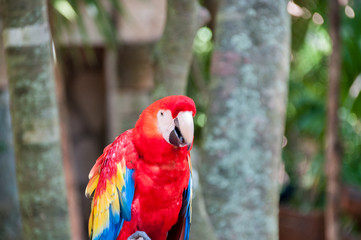Red Parrots
