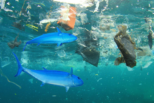 Seafood contamination - tuna fish in plastic polluted ocean environment