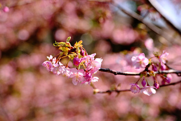 四浦半島の河津桜