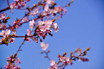 四浦半島の河津桜