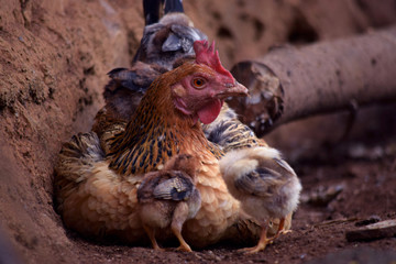 chicks and mother