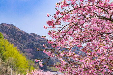 美しい河津桜