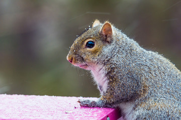 chubby grey squirrel in a minnesota snow storm on a bird feeder. 