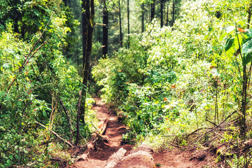 Fototapeta premium Monarch Butterfly Biosphere Reserve
