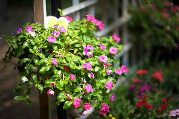 Fototapeta na wymiar Petunia flowers in garden
