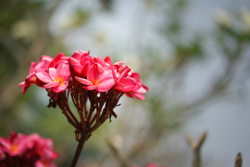 Desert rose flower (Other names are desert rose, Mock Azalea) in national garden (local name) Thailand