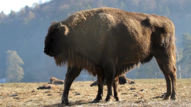 Bison mother feeding the baby calf