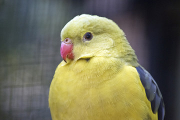 regent parrot