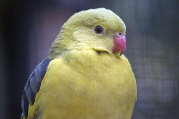 regent parrot