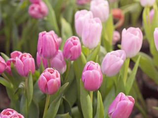Close up of pink color tulips with bloom and bud tulips in a Spring field garden for flower, nature Spring season concept